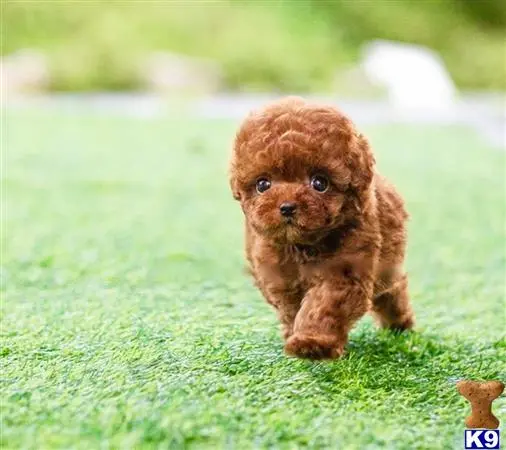 Maltipoo puppy for sale